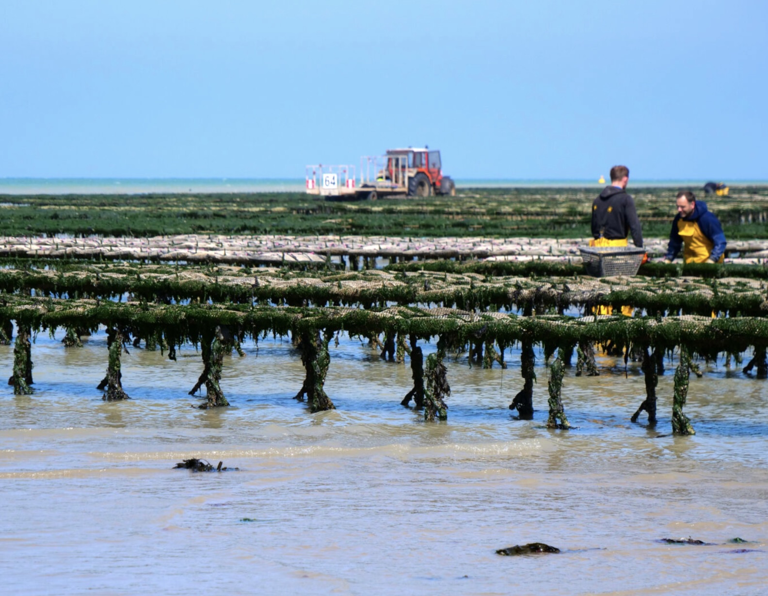 prestation Cultures marines